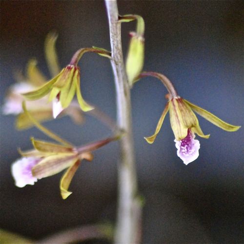 chinese crown orchid